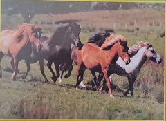 Puzzle a tema cavalli