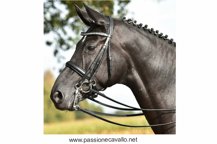 Testiera Dressage Grand Prix – Passione Cavallo