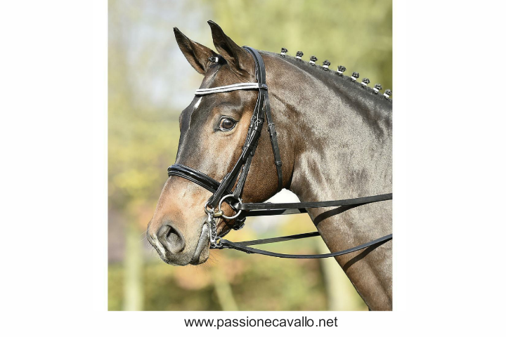 Testiera Kandare Gloss – Passione Cavallo